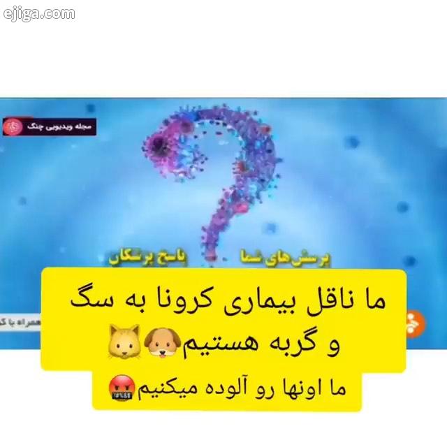 امداد گمشده واگذاری سگ سگ هاپو واگذاری گربه گربه پیشی واگذاری حیوانات واگذاری حمایت از حیوانات حمایت