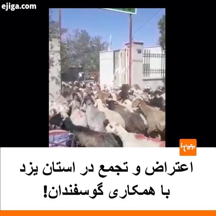.ویدئویی از اعتراض دامداران یکی از روستاهای استان یزد به همراه گوسفندانشان در جهاد کشاورزی...خبر