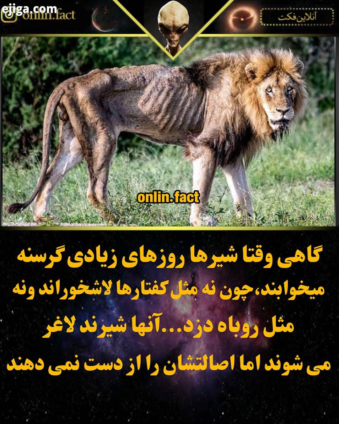 onlin fact پست های دیگر ما را نیز مشاهده فرمایید پست رو به اشتراک بزارید دانست