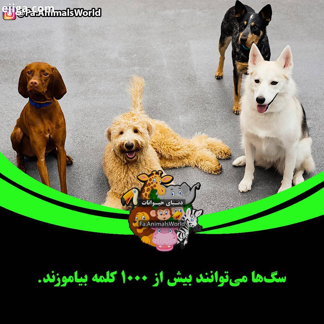 : علاقه مندان به حیات وحش دنیای حیوانات مطالب اختصاصی ما رو از دست ندید..alsWorld