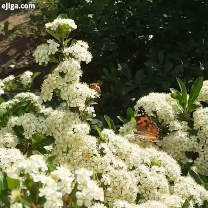 .پروانه گلی در حال پرواز است گل ، پروانه ای در بند Filmed and edit پروانه حیوانات حشرات آرامش سبز