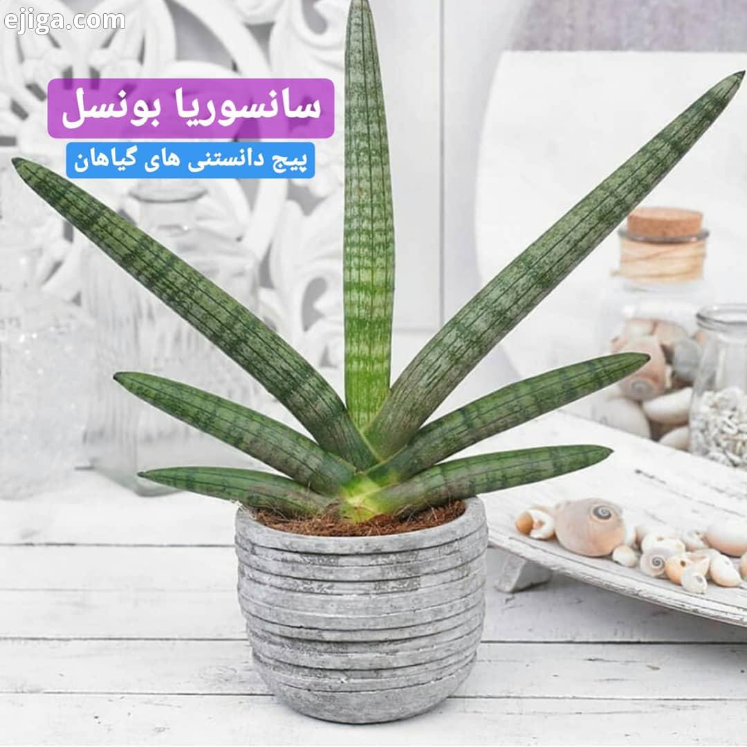 سانسوریا بونسل بچه روش تکثیر با برگ هست ببینید شما تاحالا تکثیر کردین سانسوریا بونسل یا نیزه آفریق