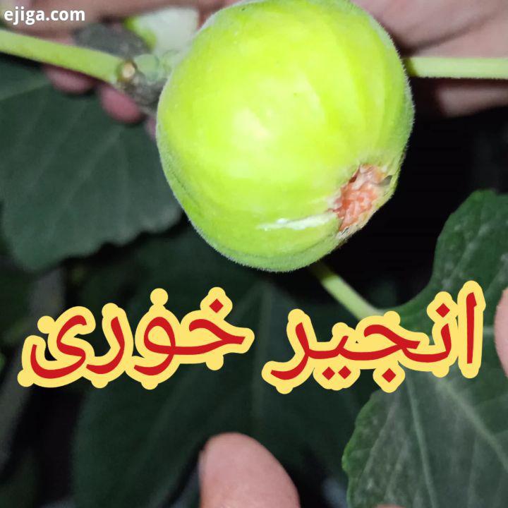 انجیر خوری در شب چه مزه ای میده..امسال انجیر خوردین..بفرست واسه دوستات...پبج مارو به خود معر