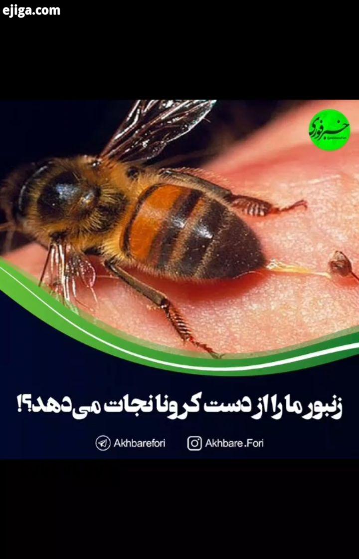 صحبت های عجیب دکتر اکبر زاده کارشناس شبکه : با زهر زنبور عسل کرونا را درمان کردیم کرونا زنبور دار