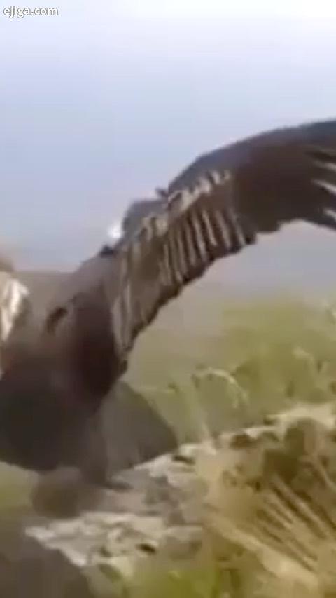 پرواز مهربانى شهره سلطانى