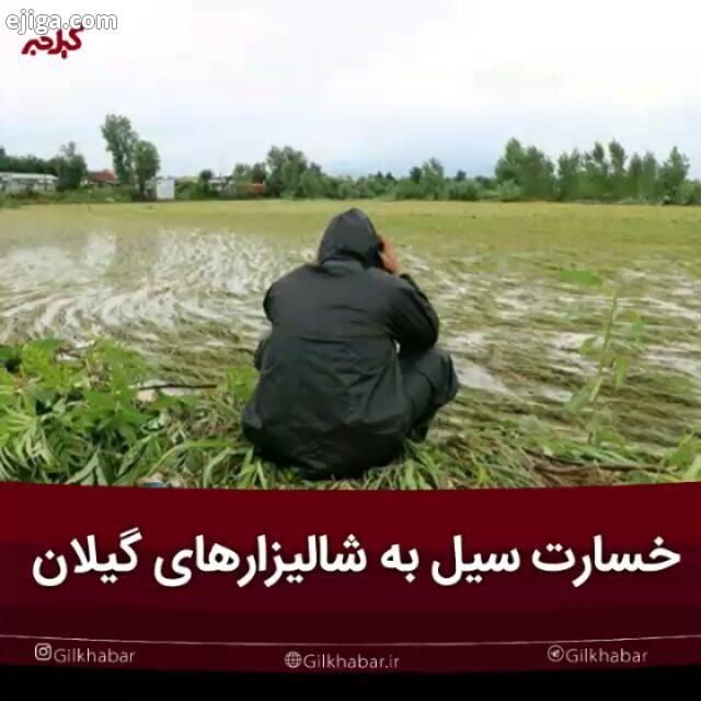 .بارش شدید باران جاری شدن سیل باعث آسیب خسارت به شالیزارهای برنج در املش شد مدیر کل هواشناسی گیل