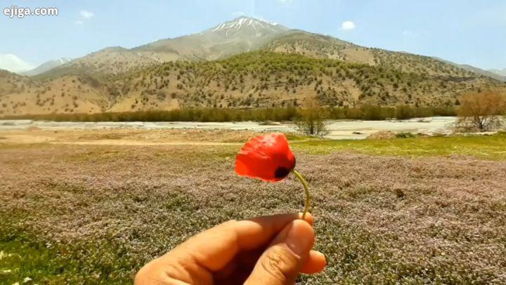 نسیم صبح سعادت بدان نشان که تو دانی گذر به کوی فلان کن در آن زمان که تو دانی تو پیک خلوت رازی دیده