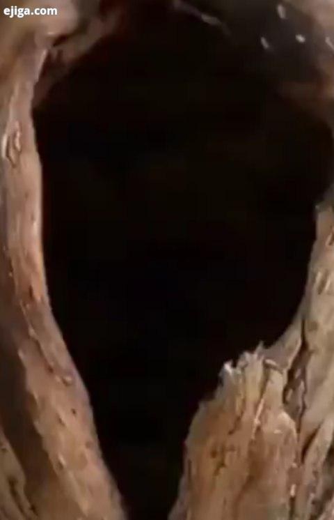 دوسال شبانه روز دانشمندان وپژوهشمندان باگذاشتن دوربین درچندنقطه از لانه سنجاب درختی توانستن این کلیپ