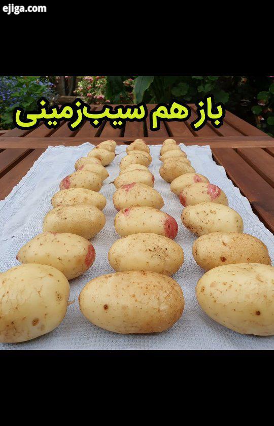 ، اگر حوصلتون سر نره ویدیو گلدون دوم سیب زمینی.ً برای آموزش کشت سیب زمینی به ویدیو های اوایل بهار مر