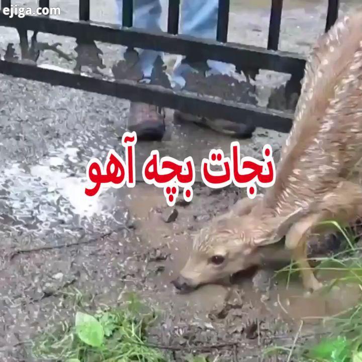 .حیات وحش نجات بچه آهو انسانیتی که توجه به حیوانات را فراموش نمی کند حیوانات سرگرمی حیوان آزاری