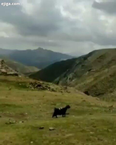 چه کسی خاطره اینجوری داره داره کورد کوردی کوردی غمگین کوردی شاد کوردستان کوردم کورد kurdstan kurdi