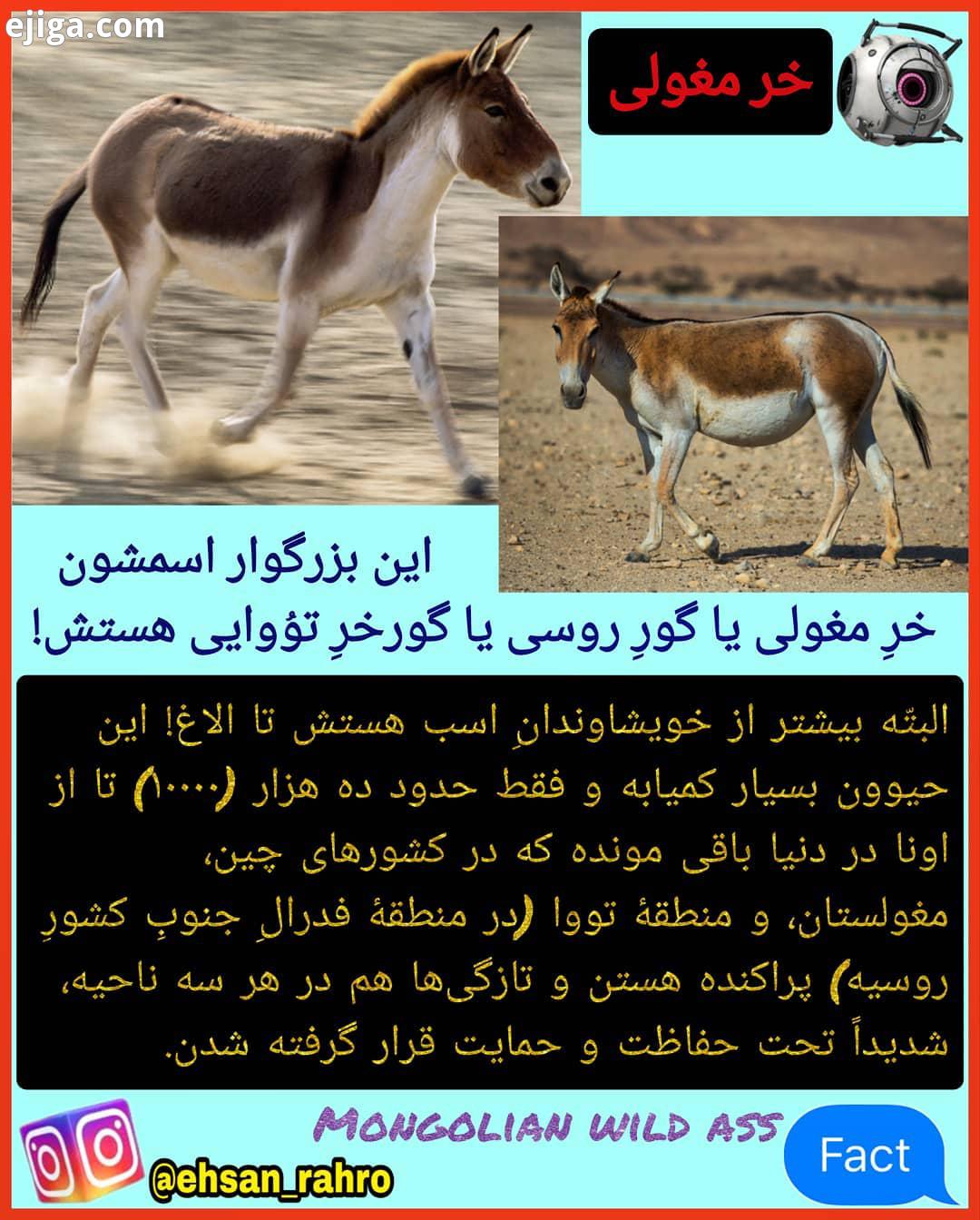 گورخر مغولستانی گورخر جنوب روسیه..فکت دانش دانستنی علم جهان دنیا دانستنیها دانستنی ها انسان بشر اط