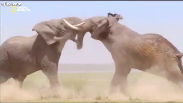 جدال فیل ها واکنش بقیه گله خصوصا بچه فیل ها..تصاویر بی نظیر از نبرد دو فیل در این دعوا وحشتناک قطع