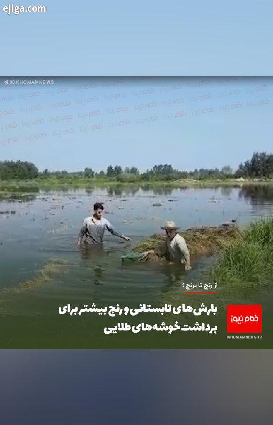 بارش های تابستانی رنج بیشتر برای برداشت خوشه های طلایی http: khomamnews ir 87031 بارش های شدید با