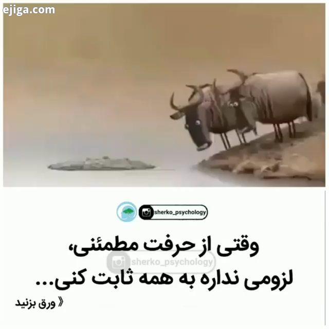 تفاوت یک احمق با یک بیشعور در اینه که یک احمق نمیتونه بفهمه ولی یک بیشعور نمیخواد که بفهمه جهان پر