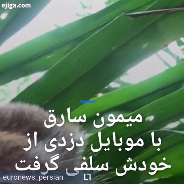 انتشار یک ویدئوی سلفی که توسط میمونی در مالزی برداشته شده، واکنش های بسیاری را در شبکه های اجتماعی