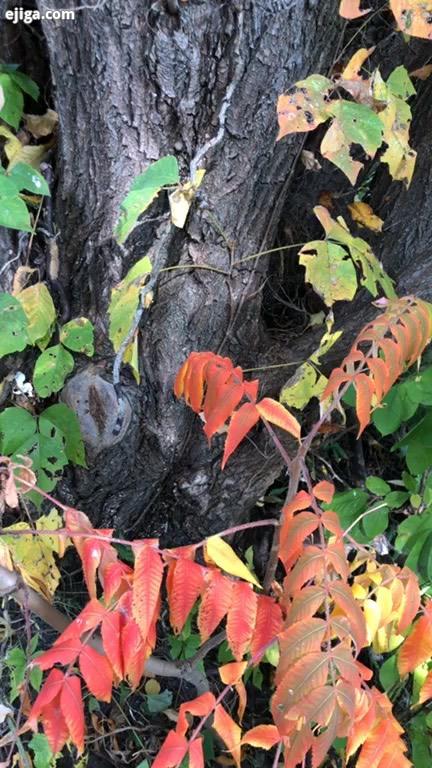 fall autumn leaf پاییز پاییزه پاییزی آب برگ قشنگ صدای آب طبیعت طبیعتگردی کانادا مونترال لایو