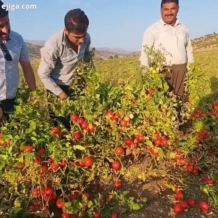 گوجه..پست های بیشتر در پیج زیر Unknown DM..حیاتوحش حیات وحش ایران ایران زمی