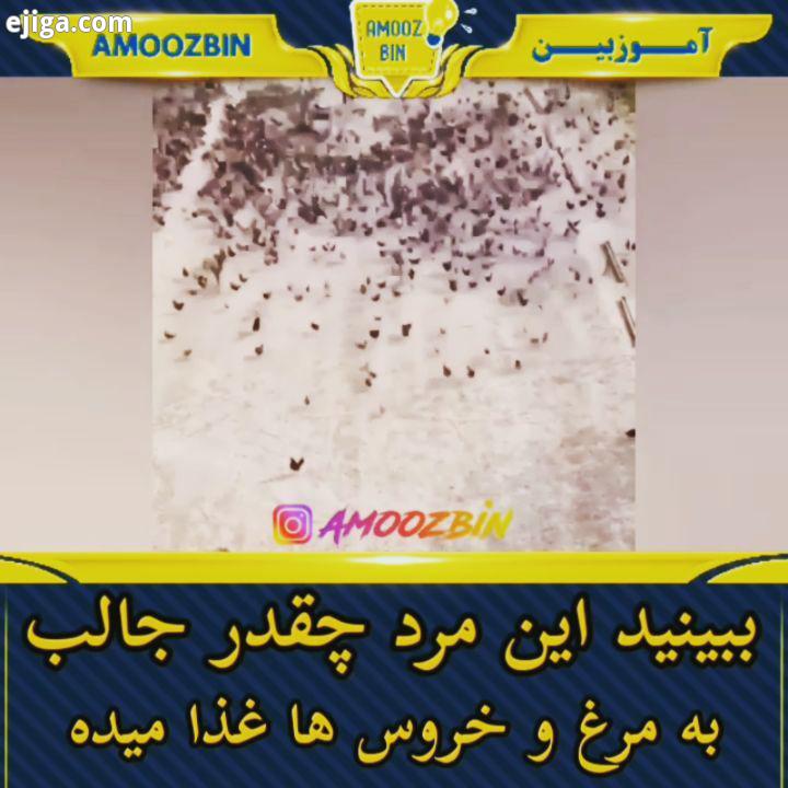 چقدر این مرد علاقه داره به این مرغ خروس ها چه جالب بهشون دانه میده ? ? ? مرغ مرغداری دانه غذا خروس