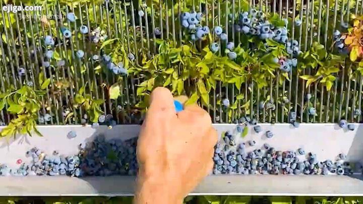 ...جاش پاند در whiting maine ایالت واشنگتن آمریکا ، روزانه بیش از ۹۰۰ کیلوگرم بلوبری blueberry را