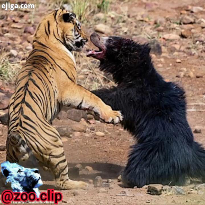 نبرد سنگین خرس سیاه با ببر فراری شدن ببر از صحنه نبرد ??? ? مرسی بابت ? بزرگترین جذاب ترین پیج حیات