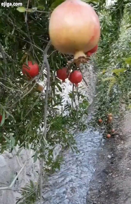 .تفت یزد با آن کوچه باغ ها انارستانهای زیبا جلوه ای بسیار باشکوه را پدیدار میکنند...به پیج ما خوش