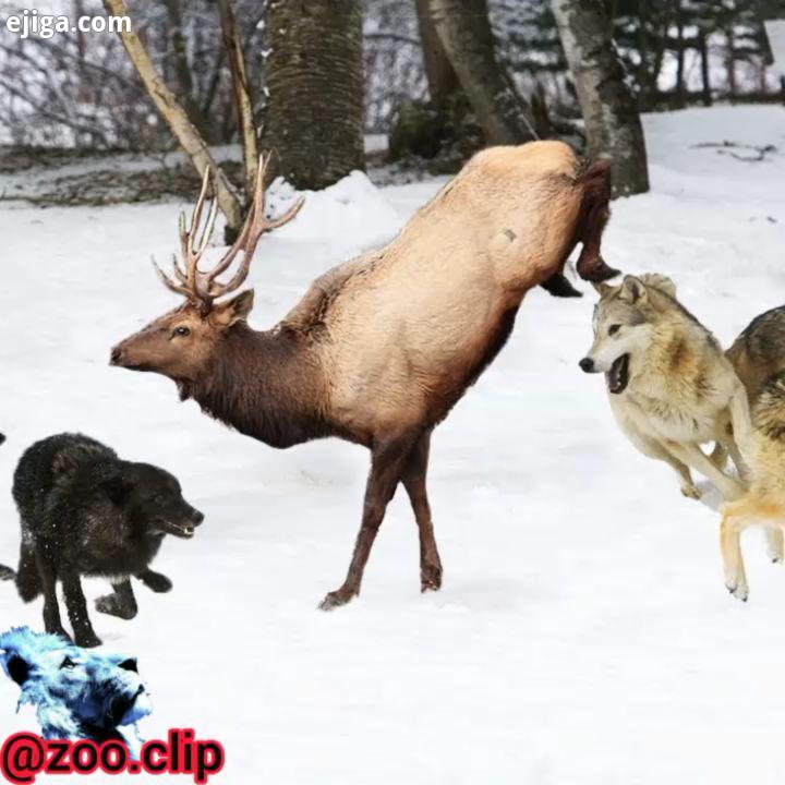 شکار بزکوهی توسط گرگ سیبری در سربالایی در زمینی پوشیده از برف ?? ? عزیز نفری 10 تا بگذارید هرچند بی