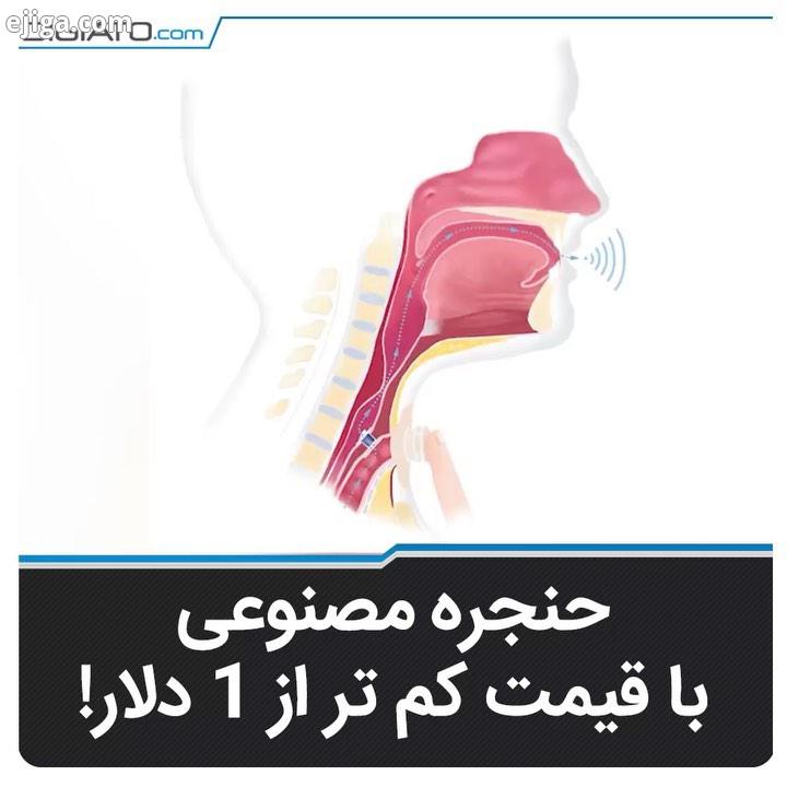 این حنجره گرمی جنس سیلیکونی دارد که همین موضوع سبب کاهش قیمت آن شده است حنجره علمی سیلیکون اعضای