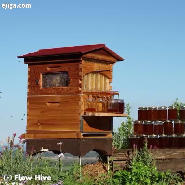 : زنبورداری مدرن با استفاده از کندوی مصنوعی شرکت FlowHive زنبور عسل زنبورداری زنبورعسل زنبور عسل