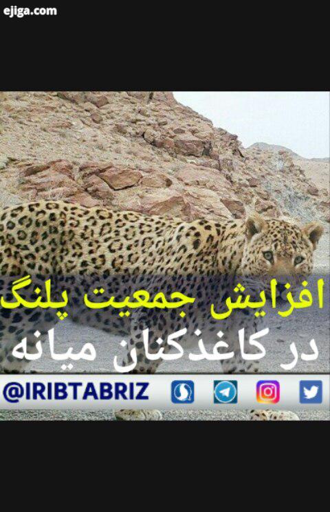 .هم همگانی برای حفظ طبیعت گونه های جانوری خبرگزاری صداوسیما آذربایجان شرقی پلنگ میانه کاغذکنان