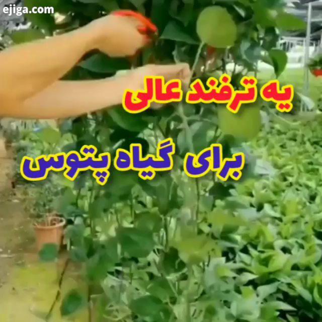 یه ترفند عالی برای گل گیاه...آموزش مجازی ترفند آموزش ماسک آموزش گلسازی آموزش خیاطی آموزش گلسر کیک