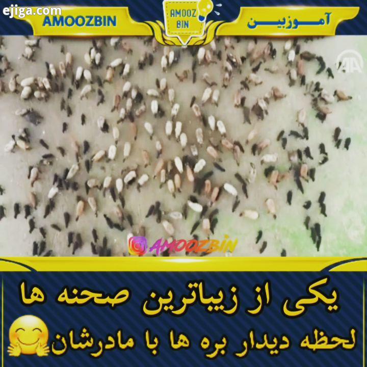 چقدر بره این بره ها چطور بین این همه مادر خودشون رو پیدا میکنن گله گوسفند بره چوپان طبیعت گوشت شیر