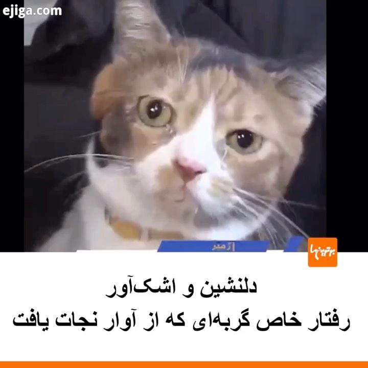 .از ویدیوهای پربازدید کاربران ترکیه ای، لرز اضطراب این گربه نجات یافته از آوار زلزله ازمیر است گفت