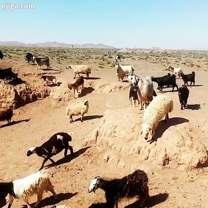 گله دایی اکرم تابستون 99 ماشالله به خودش گله سگهای بومی اصفهان عشق پیج عشقبازان گله داران اصفه