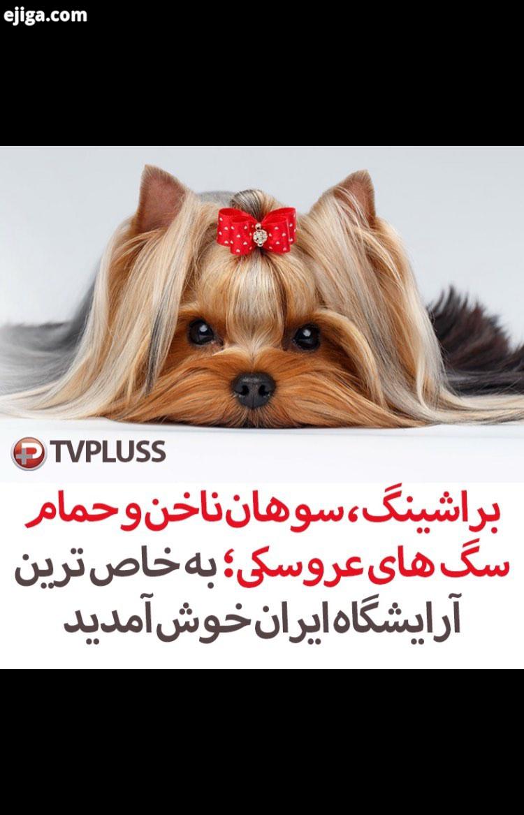 به خاص ترین آرایشگاه ایران خوش آمدید این برنامه از تی وی پلاس سری زده است به یک آرایشگاه ویژه حیوانا