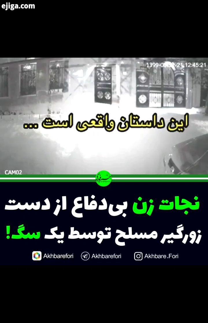 اگر اهل گشت وگذار در فضای مجازی باشید، قطعا تیدا خانم را می شناسید، ماده سگی که در چند فیلم سینم