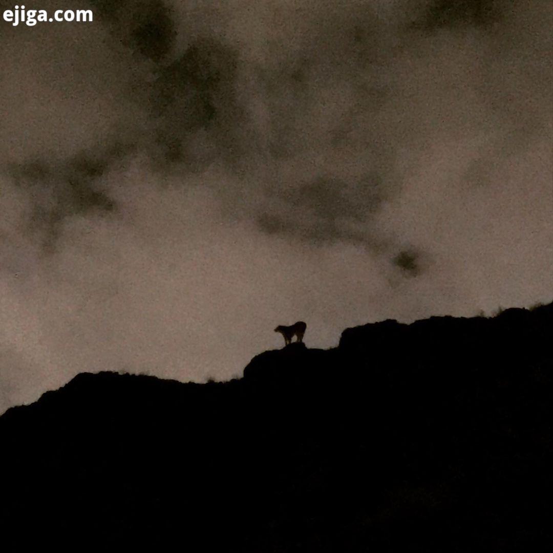 amazingview annanematipic climbingtime rainynight lovlydog بعضی از عکس ها از سادگی زیبا هستن ، مثل