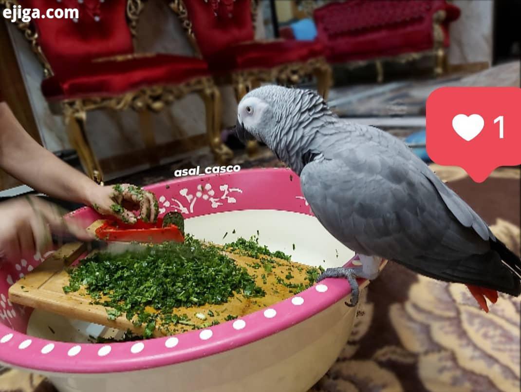 بله دیگه داره نظارت میکنه سبزی ها درست خورد شن کاسکو طوطی عسل طوطی سخن گو غذای طوطی عروس هلندی طاووس