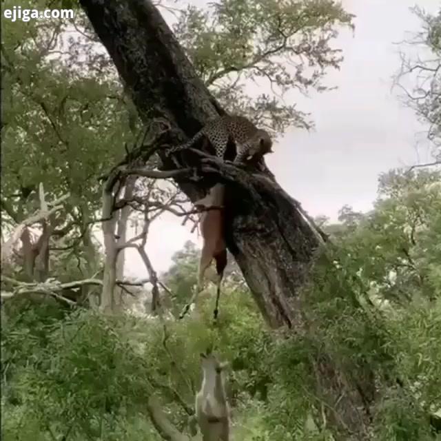 نکته جالب قدرت پلنگ هست که هم قوچ ایمپالا کفتار رو با هم نگه داشته...Wow an incredible display of