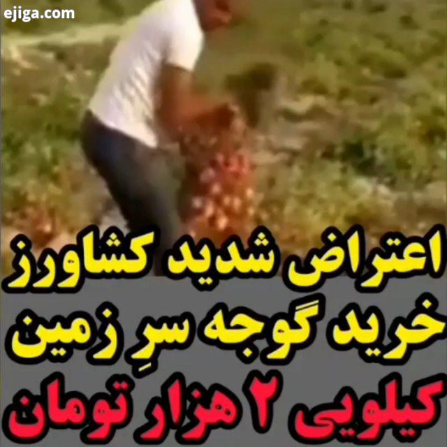 اعتراض دردناک یک کشاورز کنار محصولاتش...خرید گوجه کیلویی هزار تومان از سرِ زمین صدای دیر دیر دیر