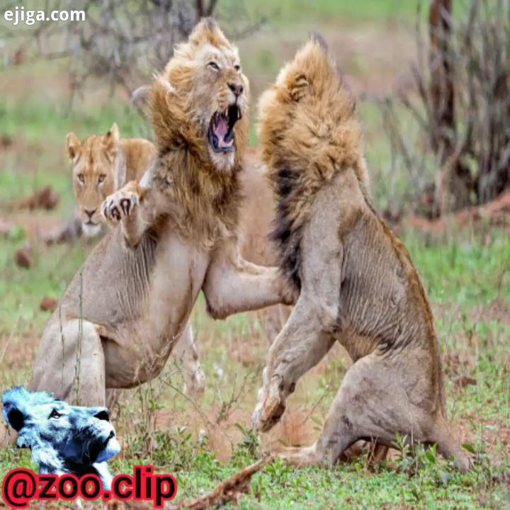 شورش دو شیر نر بر علیه یه شیر نر دیگر چیزی جز زخمهای خطرناک برجای نگذاشت بوفالوها هم از این فرصت است