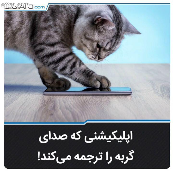 هدف برنامه Meowtalk ارتباط بیشتر مستقیم تر انسان حیوانات است