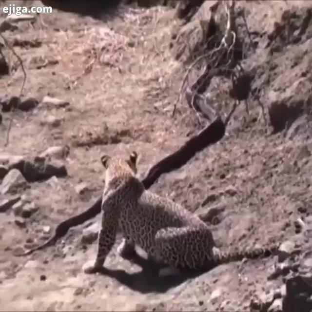 تلاش پلنگ برای شکار مار پیتون...Leopard inspects Python and decides to go for it.? :.خرس پا