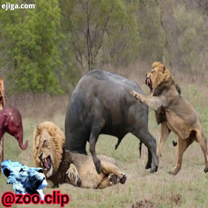 شکار بوفالو توسط شیر نر همه جانبه حمله کردن بزرگترین جذاب ترین پیج حیات وحش 433 رازبقا نبرد حیوا