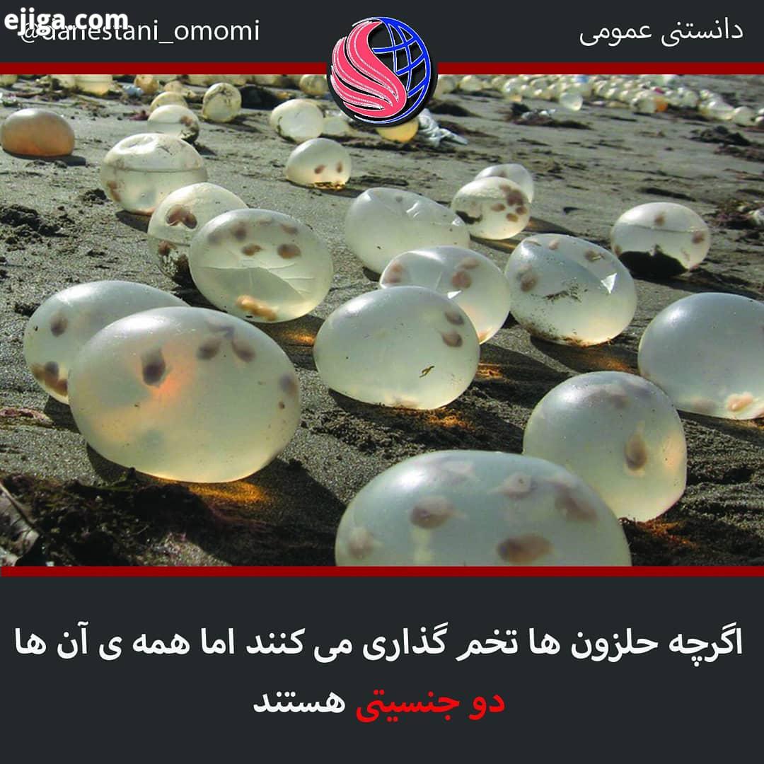 me danestani omomi me danestani omomi me danestani omomi دانستنی عمومی حلزون حلزون زنده تخم حلزون تخ