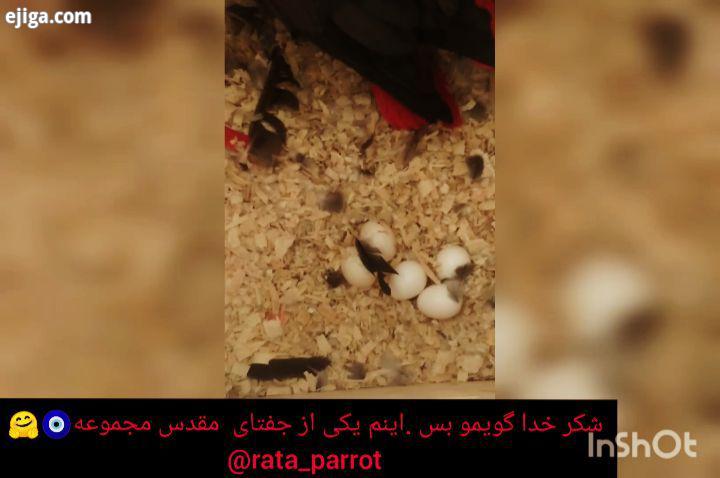 rata parrot کاسکو کاسکو سخنگو کاسکو دم قرمز کاسکو سرلاکی جوجه سرلاکی پرندگان پرندگان خانگی پرندگان