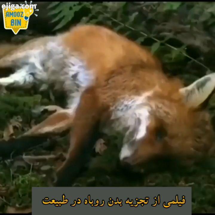 فیلمی از تجزیه روباه که در طبیعت مرده است روباه مکار مرده تایم لپس کرم تجزیه فیلم کوتاه طبیعت حیات