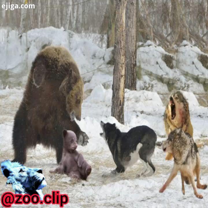 نبرد گرگ ولورین بر سر لاشه یخ زده ولورین نوعی خرس است که بشدت خشمگینه درنده خو است بزرگترین جذ