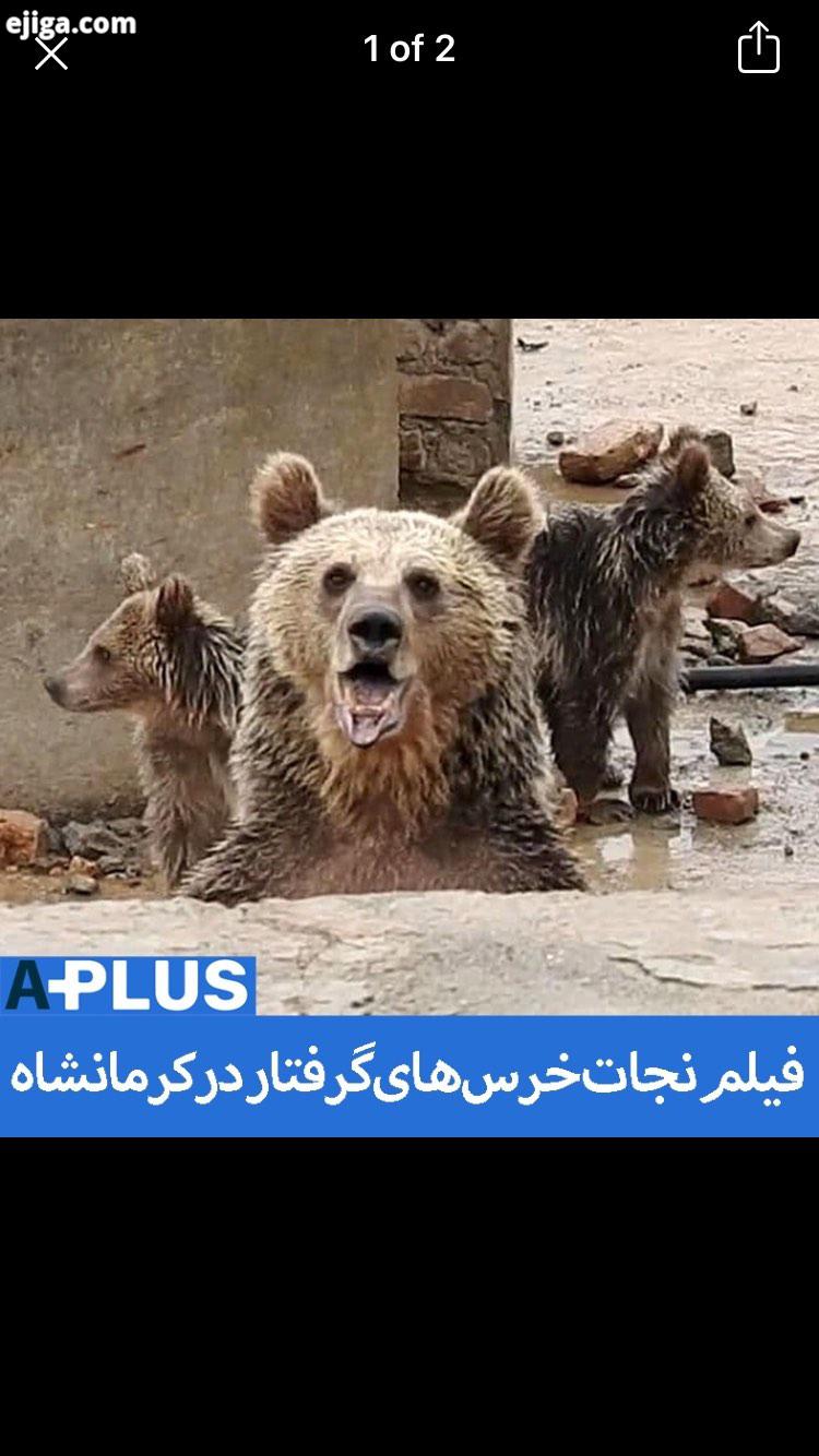 خرس مادر بچه های آن که در یک استخر کشاورزی در کرمانشاه گرفتار شده بودند، با تلاش محیط بانان نجات