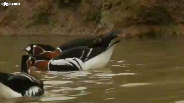 معرفی : نژاد غاز نام فارسی : عروس غاز نام انگلیسی : Red breasted Goose نام عربی : اوز احمر الصدر نام